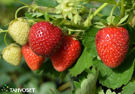 Fragaria x ananassa   'Frida'